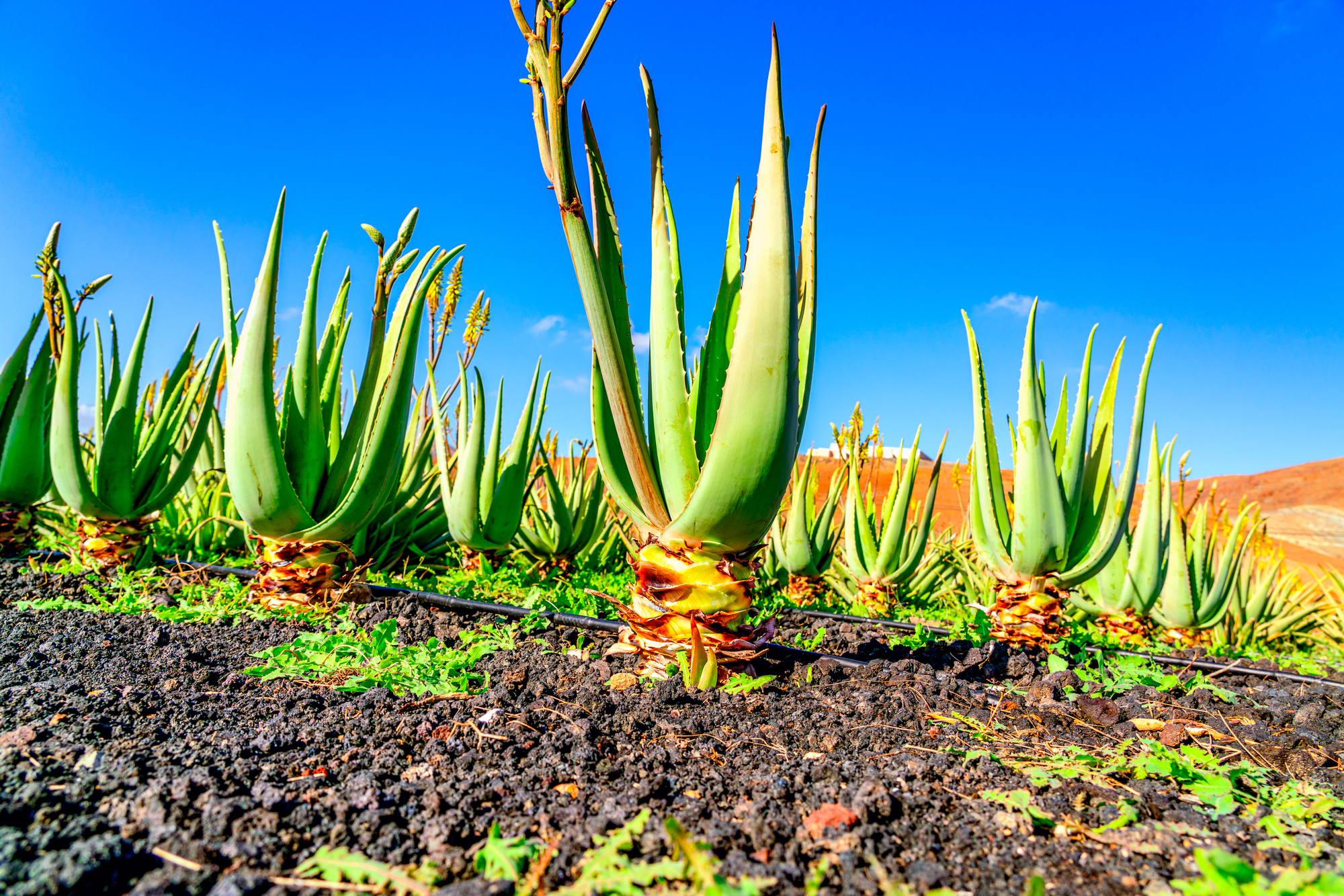 Aloe vera plant. Aloe vera plantation. Furteventura, Canary Isla