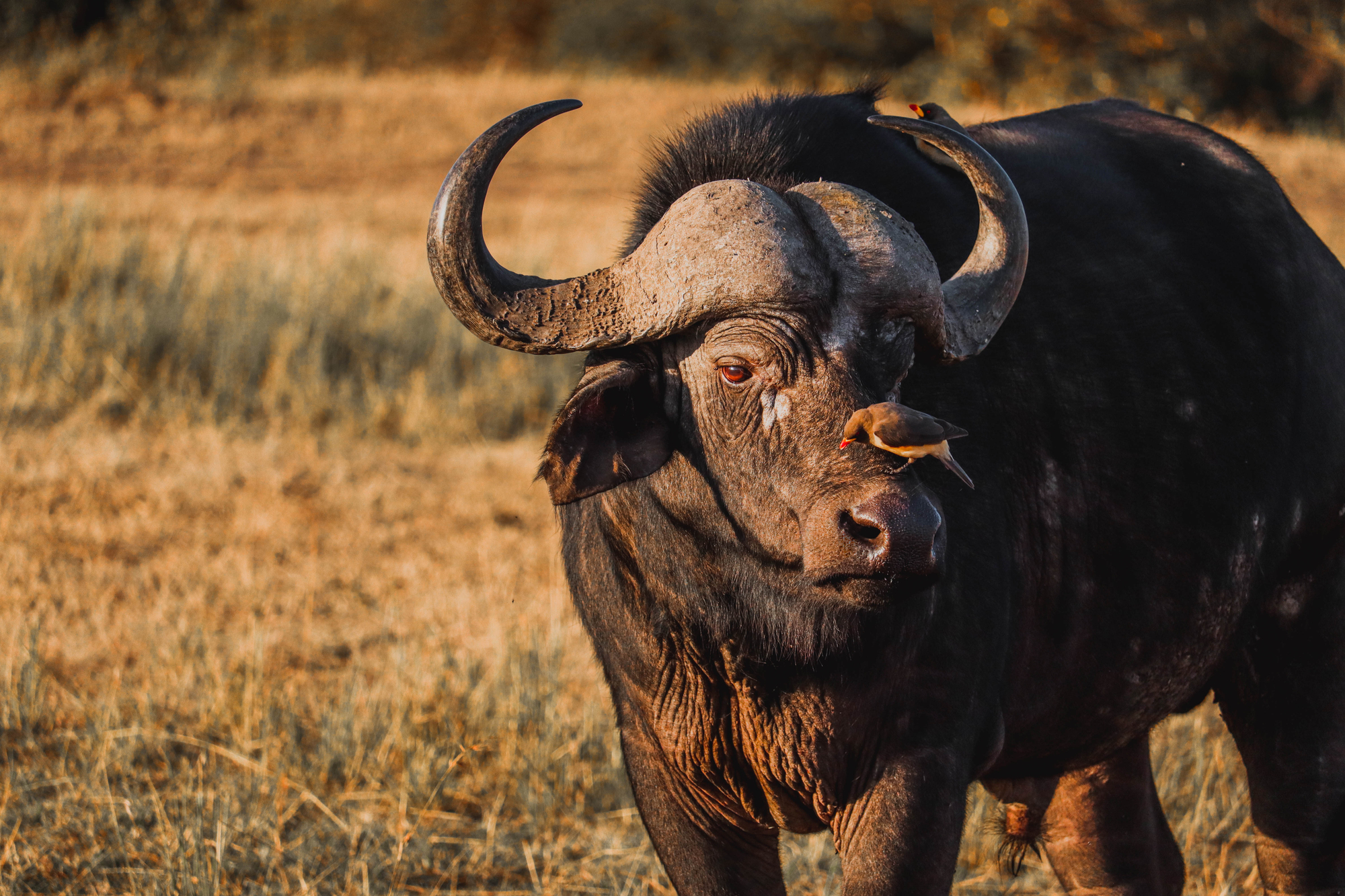 Afrikas farligste – ‘The Big 5’
